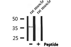 Western blot analysis of extracts from rat muscle, using OR5V1 Antibody.