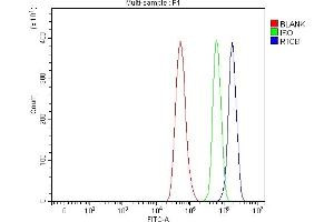 anti-Chromosome 22 Open Reading Frame 28 (C22orf28) (AA 227-505) antibody
