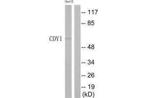Western Blotting (WB) image for anti-Chromodomain Protein, Y-Linked, 1 (CDY1) (Internal Region) antibody (ABIN1852530) (CDY1 anticorps  (Internal Region))