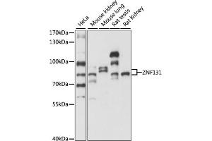Western blot analysis of extracts of various cell lines, using ZNF131 antibody (ABIN7271453) at 1:1000 dilution. (ZNF131 anticorps  (AA 80-240))