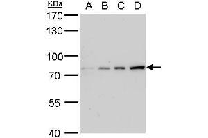 WB Image Grp78 antibody detects Grp78 protein by western blot analysis. (GRP78 anticorps  (C-Term))