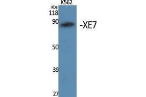Western Blotting (WB) image for anti-A Kinase (PRKA) Anchor Protein 17A (AKAP17A) (C-Term) antibody (ABIN3177953) (SFRS17A anticorps  (C-Term))