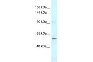 Image no. 1 for anti-AF4/FMR2 Family, Member 3 (AFF3) (C-Term) antibody (ABIN6747721) (AFF3 anticorps  (C-Term))