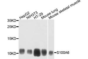 Western blot analysis of extracts of various cell lines, using S100A6 antibody. (S100A6 anticorps)