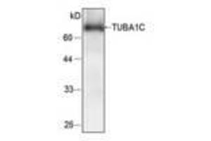 Image no. 1 for anti-Tubulin, alpha 1c (TUBA1C) antibody (ABIN791482) (TUBA1C anticorps)