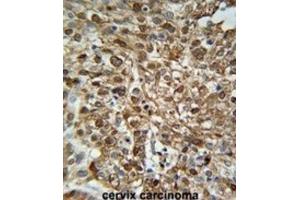 Immunohistochemistry (IHC) image for anti-WD Repeat Domain 43 (WDR43) antibody (ABIN3002363) (WDR43 anticorps)