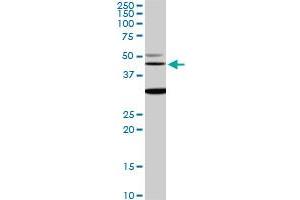 MAPK3 monoclonal antibody (M05), clone 3D6. (ERK1 anticorps  (AA 279-379))