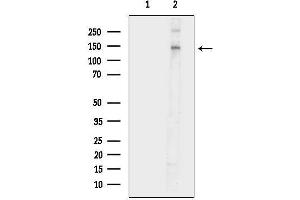 anti-Nitric Oxide Synthase 3 (Endothelial Cell) (NOS3) (C-Term) antibody
