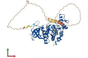 AlphaFold protein structure predicition of Human Recombinant CLK1 Protein, UniprotID P49759