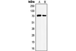 Western blot analysis of HSC70 expression in HeLa (A), NIH3T3 (B) whole cell lysates.