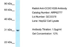Western Blotting (WB) image for anti-Coiled-Coil Domain Containing 102B (CCDC102B) (N-Term) antibody (ABIN2789242) (CCDC102B anticorps  (N-Term))
