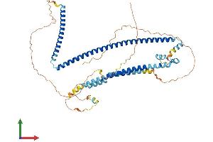 AlphaFold protein structure predicition of Human Recombinant CCDC125 Protein, UniprotID Q86Z20