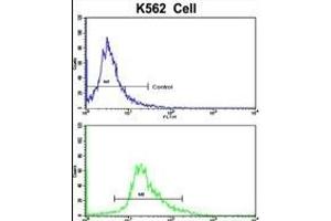 Flow cytometric analysis of K562 cells using CCRN4L Antibody (C-term)(bottom histogram) compared to a negative control cell (top histogram). (CCRN4L anticorps  (C-Term))