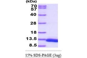 SDS-PAGE (SDS) image for D-Dopachrome Tautomerase (DDT) (AA 1-118) protein (His tag) (ABIN5855100)