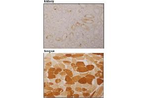 Immunohistochemical detection of ARPP on paraffin embedded section of human kidney and tongue with AM26555AF-N. (ANKRD2 anticorps)