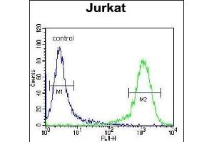 ADCY2 Antibody (Center) (ABIN655269 and ABIN2844861) flow cytometric analysis of Jurkat cells (right histogram) compared to a negative control cell (left histogram). (ADCY2 anticorps  (AA 451-481))