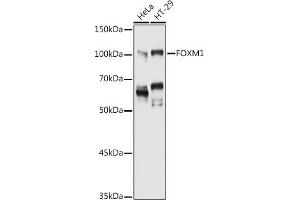 Western blot analysis of extracts of various cell lines, using FOXM1 antibody (ABIN3023678, ABIN3023679, ABIN3023680, ABIN1679892 and ABIN6219567) at 1:1000 dilution. (FOXM1 anticorps  (AA 1-350))