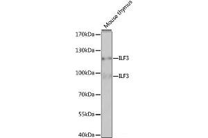 Western blot analysis of extracts of Mouse thymus using ILF3 Polyclonal Antibody at dilution of 1:1000. (Interleukin enhancer-binding factor 3 (ILF3) anticorps)