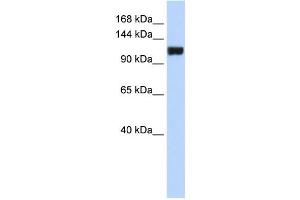 Western Blotting (WB) image for anti-Family with Sequence Similarity 120A (FAM120A) antibody (ABIN2459850) (FAM120A anticorps)