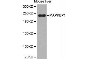 Western Blotting (WB) image for anti-Mitogen-Activated Protein Kinase Binding Protein 1 (MAPKBP1) (AA 1-100) antibody (ABIN6219724) (MAPKBP1 anticorps  (AA 1-100))