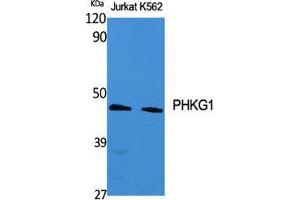 Western Blot (WB) analysis of specific cells using PHKG1 Polyclonal Antibody. (PHKG1 anticorps  (Internal Region))