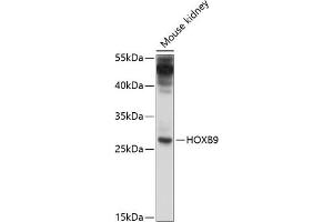 Western blot analysis of extracts of mouse kidney, using HOXB9 antibody  at 1:1000 dilution. (HOXB9 anticorps  (AA 1-80))