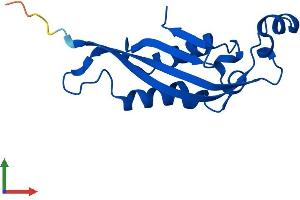 AlphaFold protein structure predicition of Mouse Recombinant Pts Protein, UniprotID Q9R1Z7