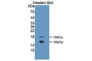 Western Blotting (WB) image for anti-Growth Differentiation Factor 3 (GDF3) (AA 251-364) antibody (ABIN3201682) (GDF3 anticorps  (AA 251-364))