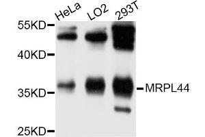 Western blot analysis of extracts of HeLa cell line, using MRPL44 antibody.