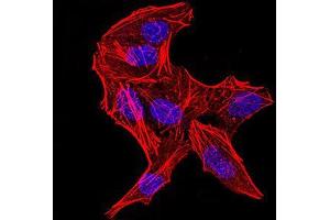 Immunofluorescence analysis of Hela cells using DDX3X mouse mAb.