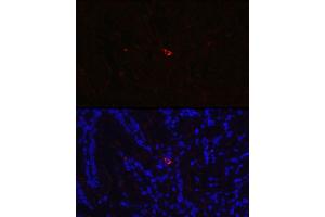 Immunofluorescence analysis of Rat small intestine using NTS antibody (ABIN6128380, ABIN6144914, ABIN6144917 and ABIN6215934) at dilution of 1:350. (Neurotensin anticorps  (AA 24-148))