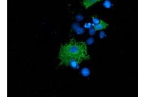 Anti-SH2B3 mouse monoclonal antibody (ABIN2454471) immunofluorescent staining of COS7 cells transiently transfected by pCMV6-ENTRY SH2B3 (RC218359). (SH2B3 anticorps)
