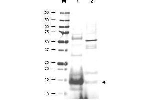 Western blot using  affinity purified anti-UBC13 antibody shows detection of UBC13 protein in human small intestine lysate (lane 1) but not in mouse thymus lysate (lane 2). (UBE2N anticorps  (AA 40-51))