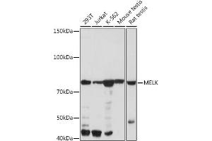 Western blot analysis of extracts of various cell lines, using MELK Rabbit mAb (ABIN7268411) at 1:1000 dilution. (MELK anticorps)
