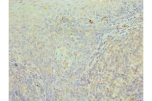 Immunohistochemistry of paraffin-embedded human tonsil tissue using ABIN7171427 at dilution of 1:100