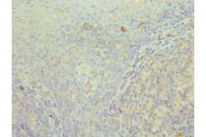 Immunohistochemistry of paraffin-embedded human tonsil tissue using ABIN7171427 at dilution of 1:100 (CCT3 anticorps  (AA 1-300))