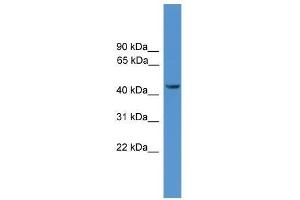Western Blot showing SYT12 antibody used at a concentration of 1. (SYT12 anticorps  (N-Term))