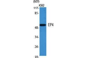 Western Blot (WB) analysis of specific cells using EP4 Polyclonal Antibody. (PTGER4 anticorps  (Internal Region))