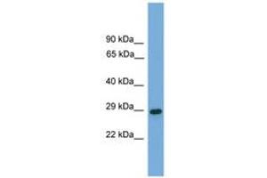 Image no. 1 for anti-Regulator of G-Protein Signalling 19 (RGS19) (AA 26-75) antibody (ABIN6745520)