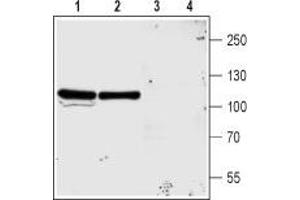 Western blot analysis of rat (lanes 1 and 3) and mouse (lanes 2 and 4) brain membranes: - 1,2.