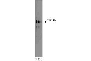 Western blot analysis of MEKK3 on a HeLa cell lysate (Human cervical epitheloid carcinoma, ATCC CCL-2).