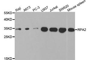 Western blot analysis of extracts of various cell lines, using RPA2 antibody (ABIN5971215) at 1/1000 dilution. (RPA2 anticorps)