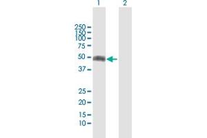 Western Blot analysis of IFNGR2 expression in transfected 293T cell line by IFNGR2 MaxPab polyclonal antibody. (IFNGR2 anticorps  (AA 1-337))