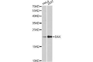 Western blot analysis of extracts of various cell lines, using BAX antibody (ABIN6291819) at 1:3000 dilution. (BAX anticorps)