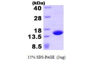 SDS-PAGE (SDS) image for Profilin 4 (PFN4) (AA 1-129) protein (His tag) (ABIN666964) (Profilin 4 Protein (PFN4) (AA 1-129) (His tag))