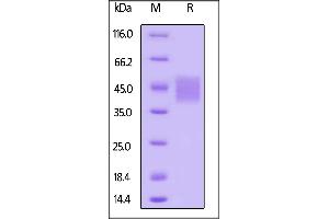 Biotinylated Human SLAMF7, Avitag,His Tag on  under reducing (R) condition.