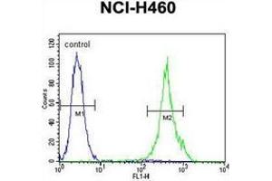 Flow cytometric analysis of NCI-H460 cells using Mastermind-Like Protein 1 Antibody (Center) Cat. (MAML1 anticorps  (Middle Region))
