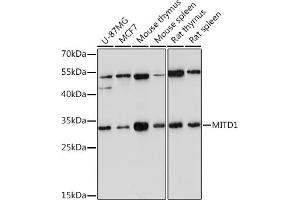 Western blot analysis of extracts of various cell lines, using MITD1 Rabbit pAb (ABIN7268548) at 1:1000 dilution.