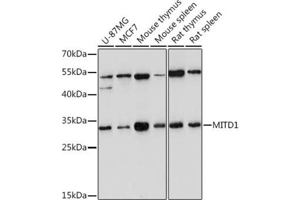 MITD1 anticorps