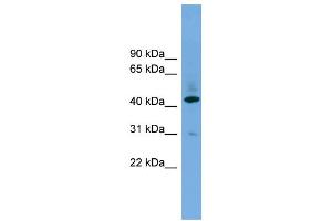 WB Suggested Anti-B4GALT2  Antibody Titration: 0.
